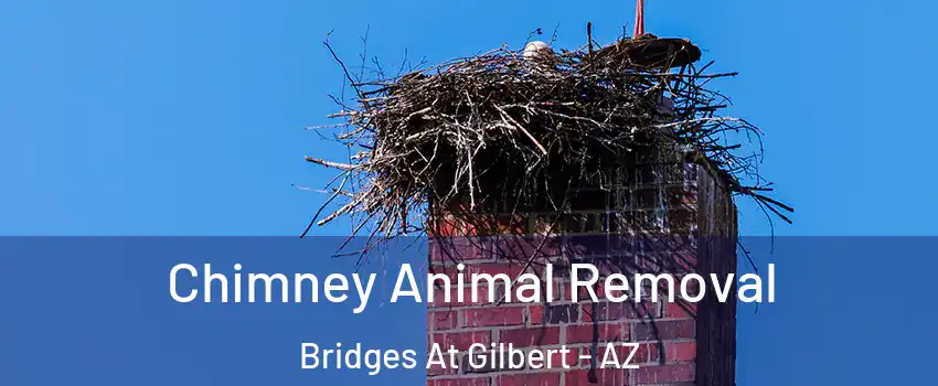 Chimney Animal Removal Bridges At Gilbert - AZ