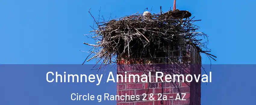 Chimney Animal Removal Circle g Ranches 2 & 2a - AZ