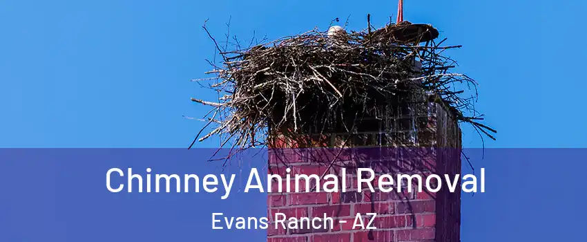 Chimney Animal Removal Evans Ranch - AZ