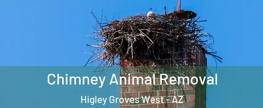 Chimney Animal Removal Higley Groves West - AZ