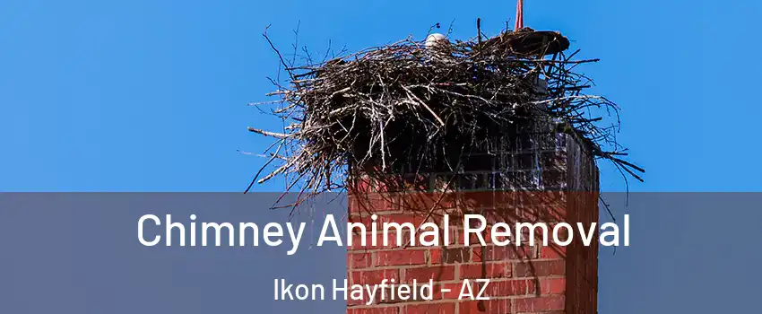 Chimney Animal Removal Ikon Hayfield - AZ