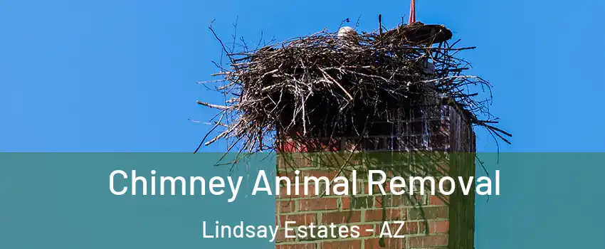 Chimney Animal Removal Lindsay Estates - AZ