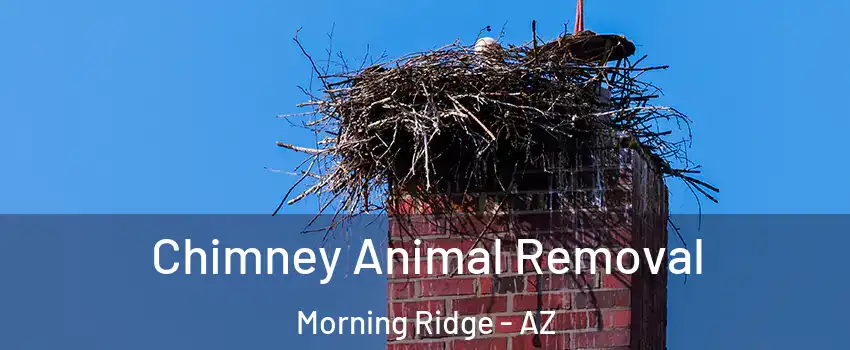 Chimney Animal Removal Morning Ridge - AZ