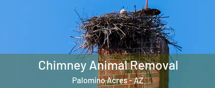 Chimney Animal Removal Palomino Acres - AZ