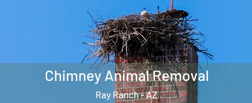 Chimney Animal Removal Ray Ranch - AZ