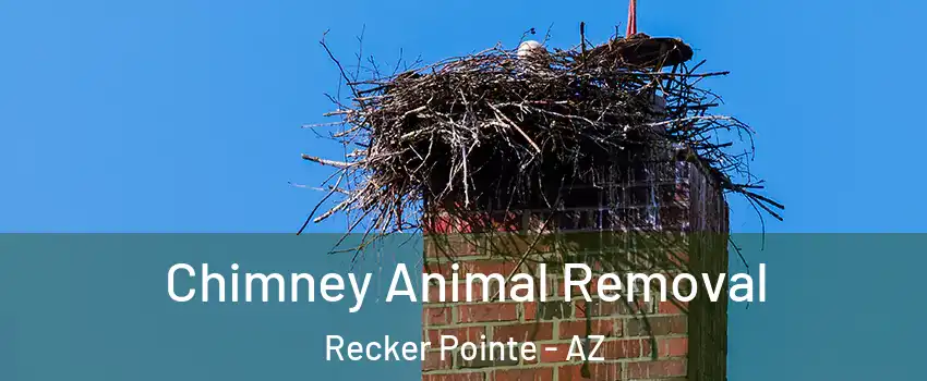 Chimney Animal Removal Recker Pointe - AZ
