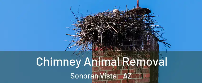 Chimney Animal Removal Sonoran Vista - AZ