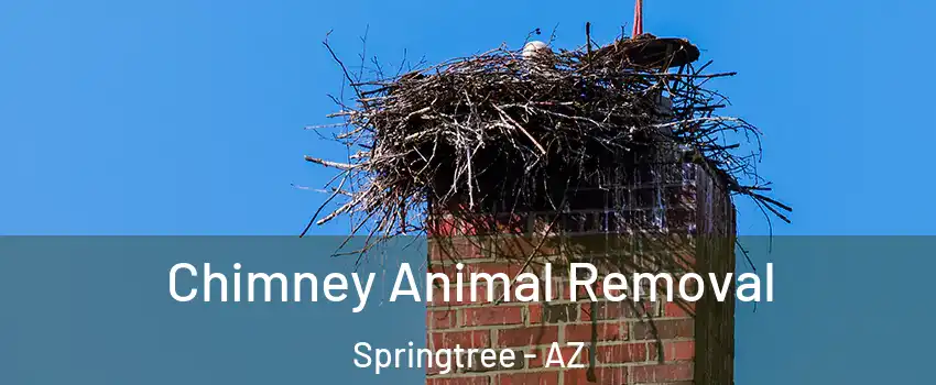 Chimney Animal Removal Springtree - AZ