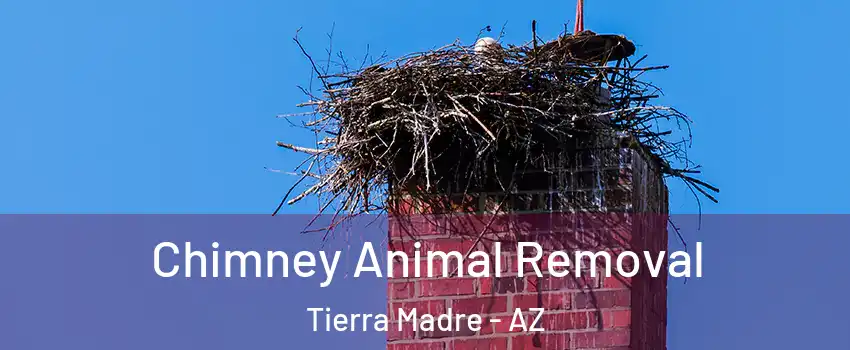 Chimney Animal Removal Tierra Madre - AZ