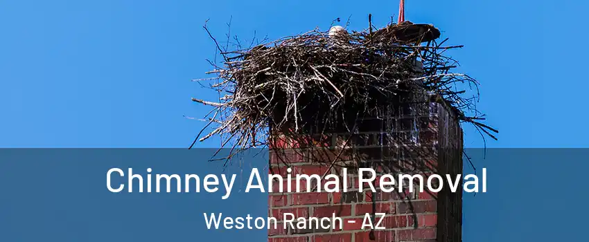 Chimney Animal Removal Weston Ranch - AZ