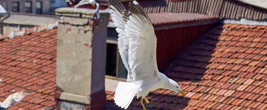 Residential Chimney Animal Removal Solution in Creed's Addition, AZ