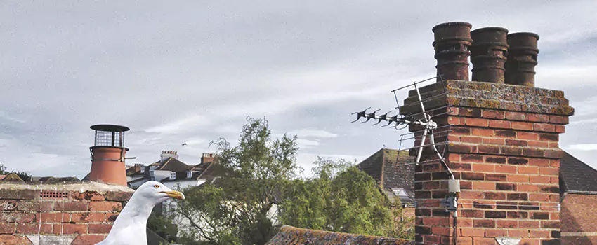 Chimney Cleaning And Restoration in Highland Groves At Morrison Ranch, Arizona